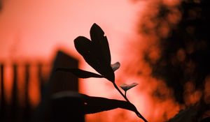 Preview wallpaper plant, leaves, fog, red