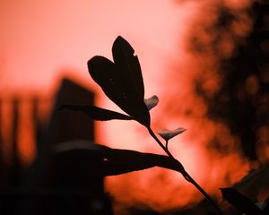 Preview wallpaper plant, leaves, fog, red