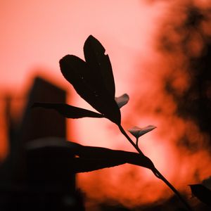 Preview wallpaper plant, leaves, fog, red