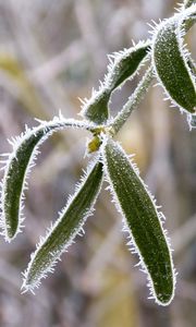 Preview wallpaper plant, leaves, frost, macro, blur