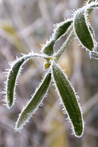 Preview wallpaper plant, leaves, frost, macro, blur