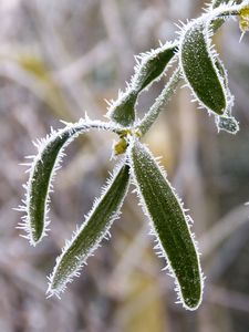 Preview wallpaper plant, leaves, frost, macro, blur