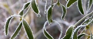 Preview wallpaper plant, leaves, frost, macro, blur