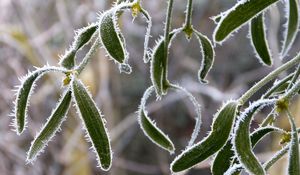 Preview wallpaper plant, leaves, frost, macro, blur