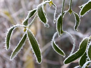 Preview wallpaper plant, leaves, frost, macro, blur