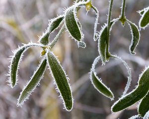 Preview wallpaper plant, leaves, frost, macro, blur