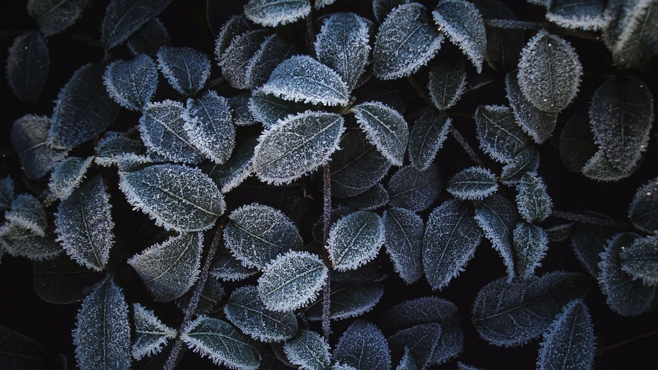 Wallpaper plant, leaves, frost, macro