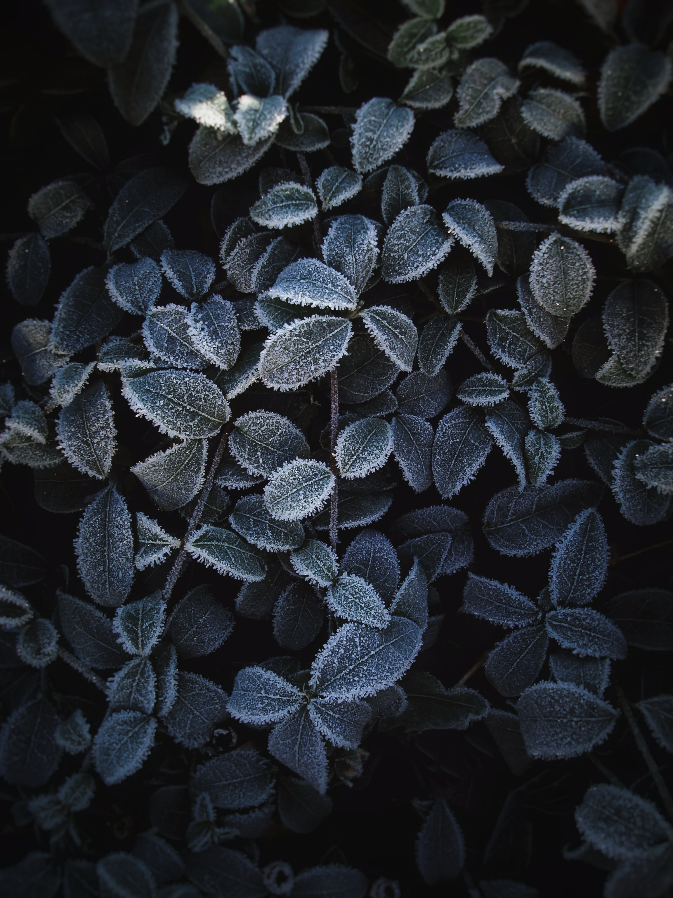 Download wallpaper 2304x3072 plant, leaves, frost, macro hd background