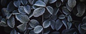 Preview wallpaper plant, leaves, frost, macro