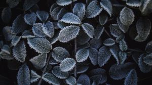 Preview wallpaper plant, leaves, frost, macro