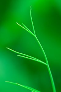 Preview wallpaper plant, leaves, green, macro, blur