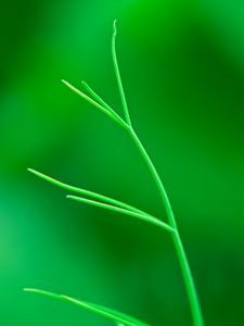 Preview wallpaper plant, leaves, green, macro, blur