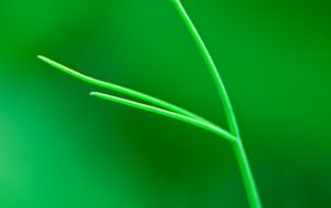 Preview wallpaper plant, leaves, green, macro, blur