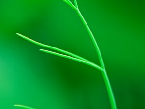 Preview wallpaper plant, leaves, green, macro, blur