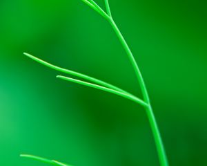 Preview wallpaper plant, leaves, green, macro, blur