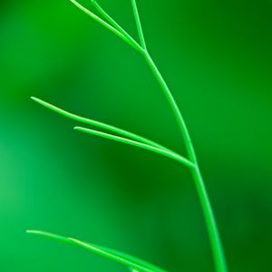 Preview wallpaper plant, leaves, green, macro, blur