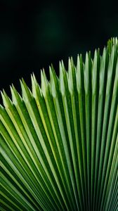 Preview wallpaper plant, leaves, green, surface