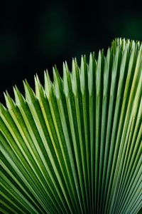 Preview wallpaper plant, leaves, green, surface