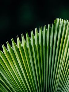 Preview wallpaper plant, leaves, green, surface
