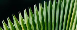 Preview wallpaper plant, leaves, green, surface