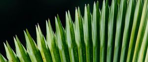 Preview wallpaper plant, leaves, green, surface