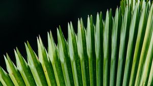 Preview wallpaper plant, leaves, green, surface