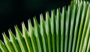 Preview wallpaper plant, leaves, green, surface