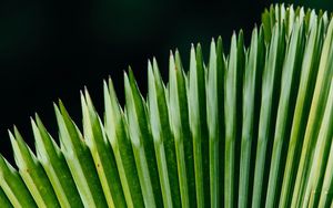 Preview wallpaper plant, leaves, green, surface