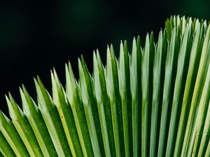 Preview wallpaper plant, leaves, green, surface