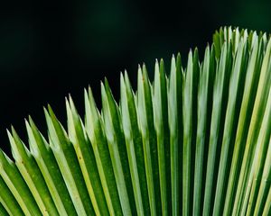 Preview wallpaper plant, leaves, green, surface