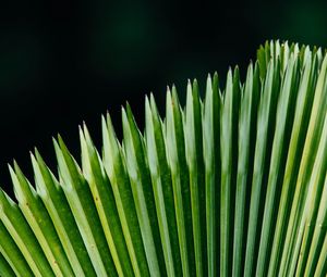 Preview wallpaper plant, leaves, green, surface