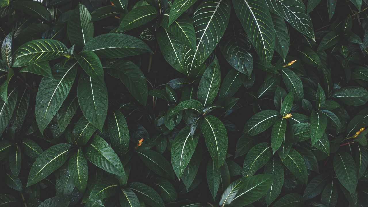Wallpaper plant, leaves, green, striped, bush