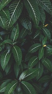 Preview wallpaper plant, leaves, green, striped, bush