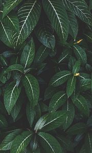 Preview wallpaper plant, leaves, green, striped, bush