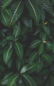 Preview wallpaper plant, leaves, green, striped, bush