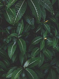 Preview wallpaper plant, leaves, green, striped, bush