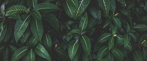 Preview wallpaper plant, leaves, green, striped, bush