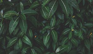 Preview wallpaper plant, leaves, green, striped, bush