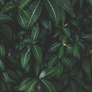 Preview wallpaper plant, leaves, green, striped, bush