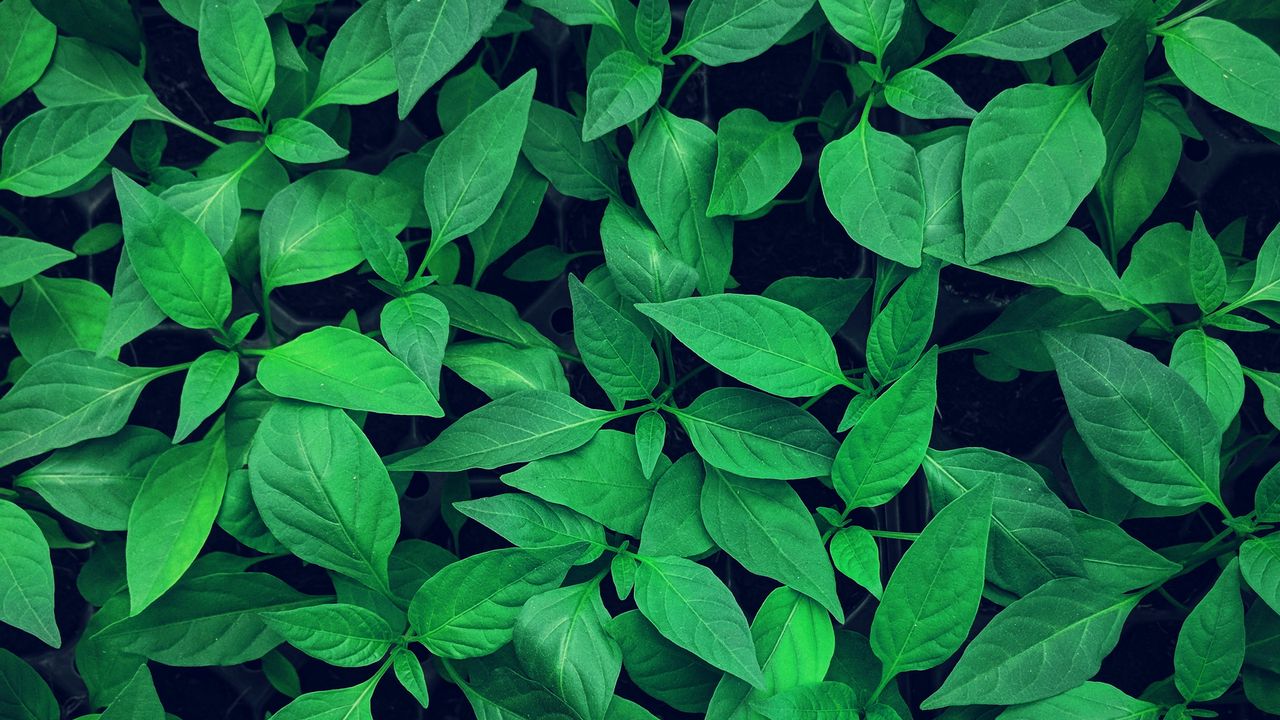 Wallpaper plant, leaves, green, bright, vegetation