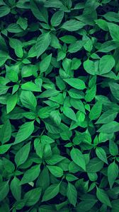 Preview wallpaper plant, leaves, green, bright, vegetation
