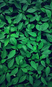 Preview wallpaper plant, leaves, green, bright, vegetation