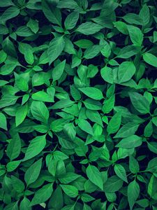 Preview wallpaper plant, leaves, green, bright, vegetation