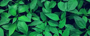 Preview wallpaper plant, leaves, green, bright, vegetation