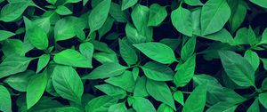 Preview wallpaper plant, leaves, green, bright, vegetation