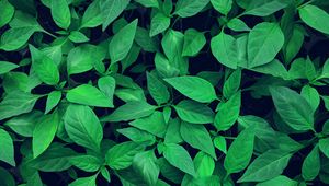 Preview wallpaper plant, leaves, green, bright, vegetation