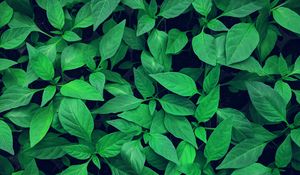 Preview wallpaper plant, leaves, green, bright, vegetation