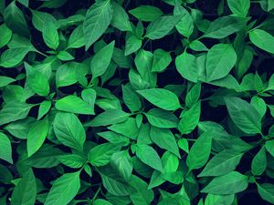 Preview wallpaper plant, leaves, green, bright, vegetation