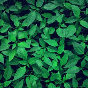 Preview wallpaper plant, leaves, green, bright, vegetation