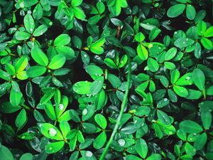 Preview wallpaper plant, leaves, green, bright, drops, dew